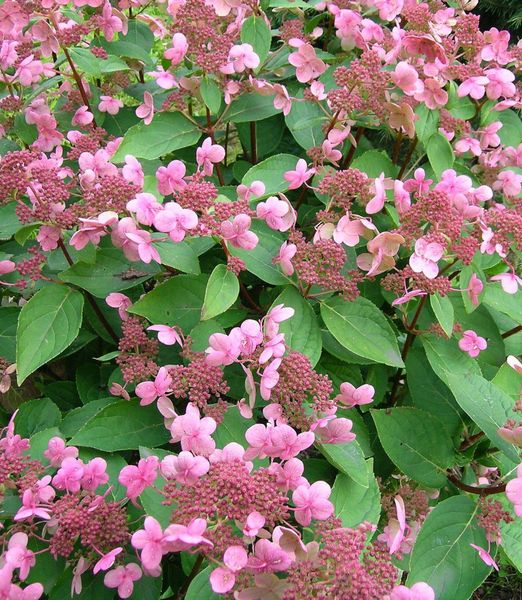 Hydrangea paniculata 'Dharuma'